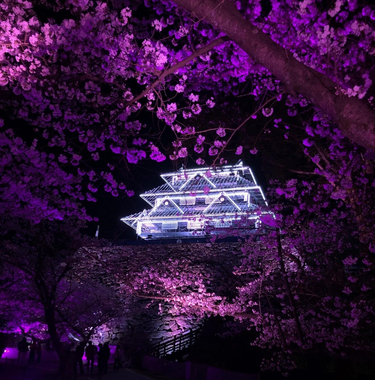 🌸 춤추는 학 공원 (마이즈루 코엔) 이미지 9